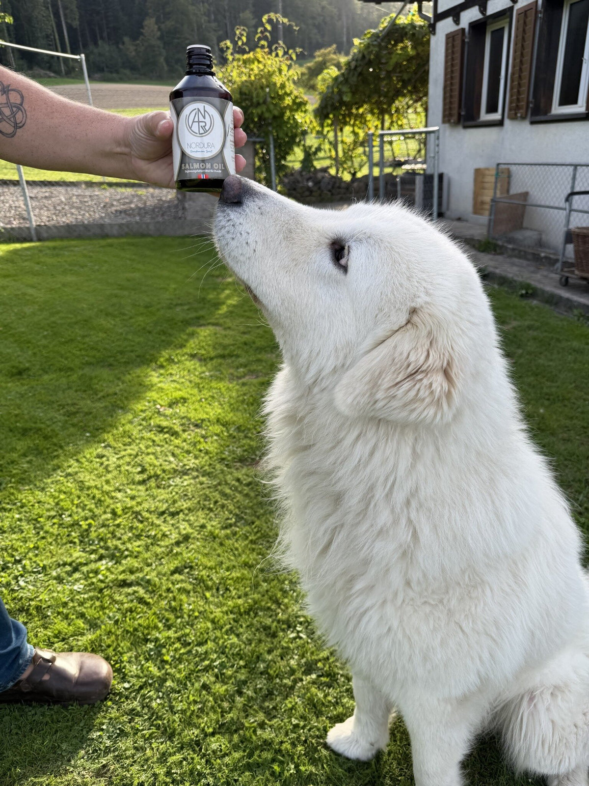 Nordura Salmon Oil – Norwegisches Lachsöl für Hunde, 300 ml