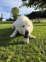Nordura Salmon Oil – Norwegisches Lachsöl für Hunde, 300 ml